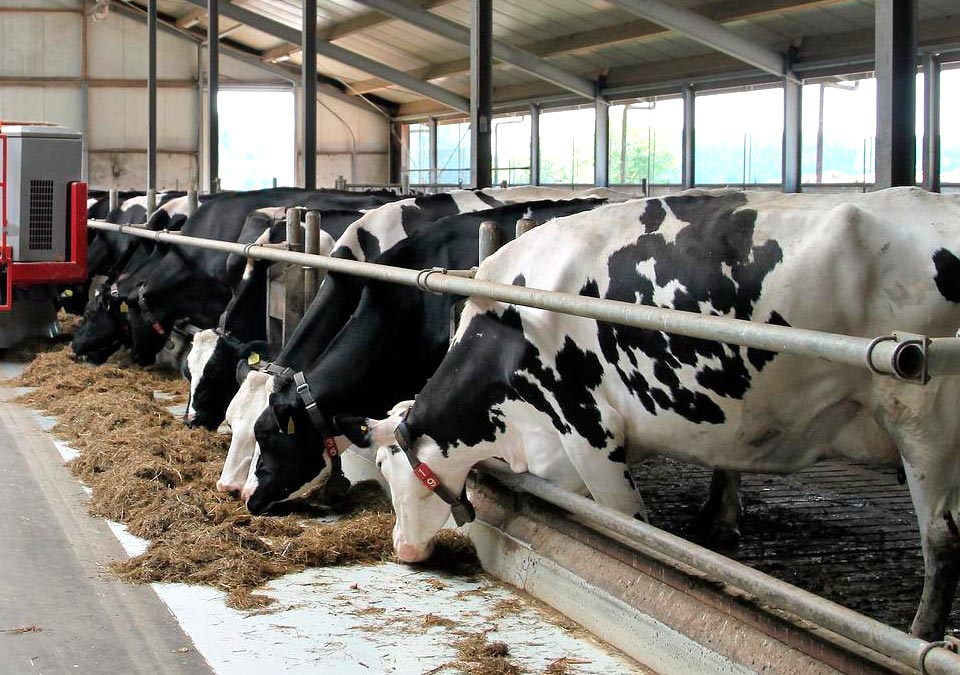 960px x 675px - Dairy production in the United States